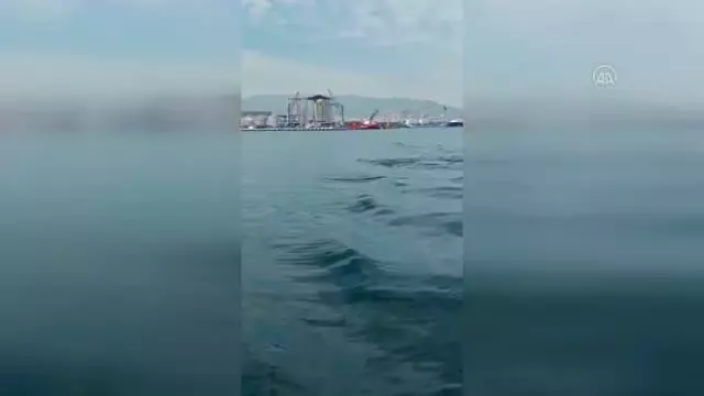 İzmit Körfezi'nde görülen yunuslar renkli görüntüler oluşturdu İzmit Körfezi'nde görülen yunuslar renkli görüntüler oluşturdu
