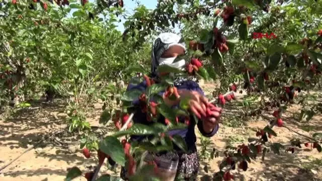 Silifke'de hasadı yapılan karadut, üreticinin yüzünü güldürüyor Silifke'de hasadı yapılan karadut, üreticinin yüzünü güldürüyor