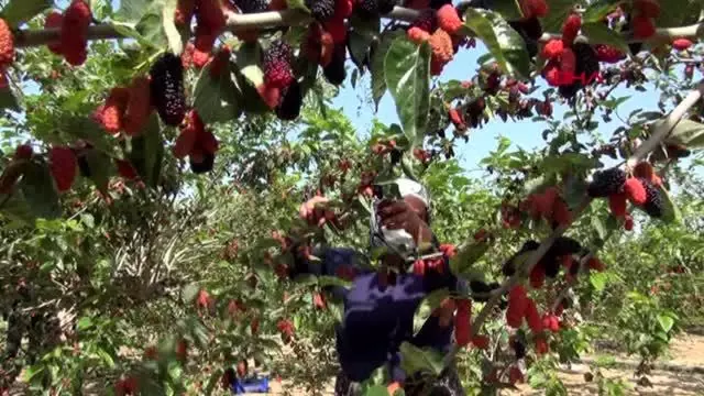 Silifke'de hasadı yapılan karadut, üreticinin yüzünü güldürüyor Silifke'de hasadı yapılan karadut, üreticinin yüzünü güldürüyor