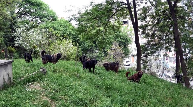 Mezarlığa dadanan köpekler mahalleliyi canından bezdirdi