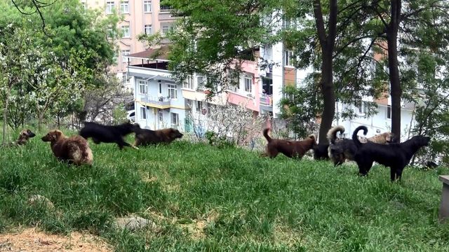 Mezarlığa dadanan köpekler mahalleliyi canından bezdirdi