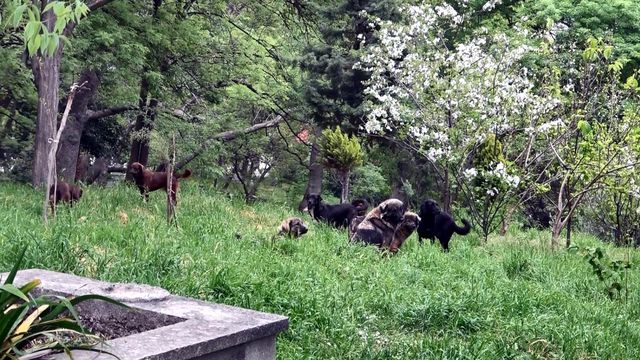 Mezarlığa dadanan köpekler mahalleliyi canından bezdirdi