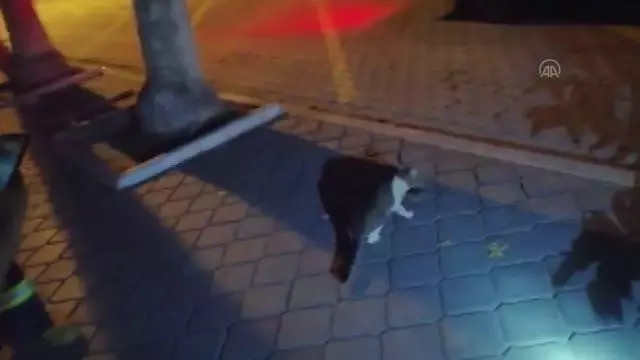 Muğla'da iş yerinin süsleme direğinin içerisine düşen kedi yavrusu kurtarıldı Muğla'da iş yerinin süsleme direğinin içerisine düşen kedi yavrusu kurtarıldı