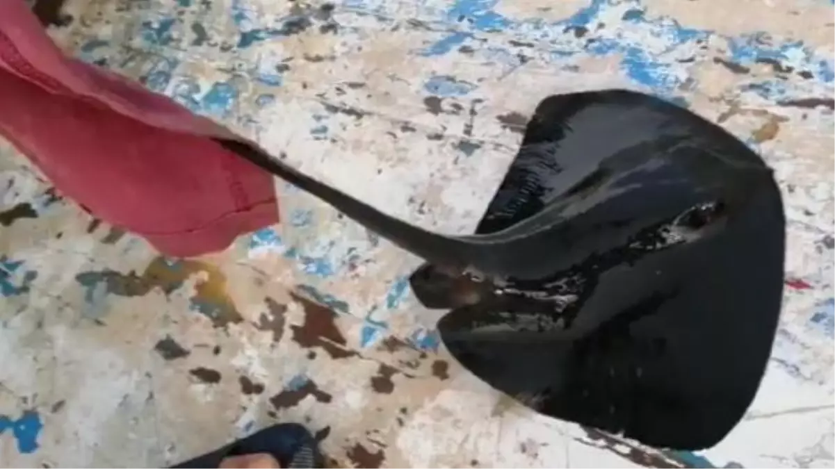 NESLİ TEHLİKE ALTINDAKİ MOR VATOZ, OLTAYA TAKILDI