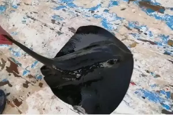 Nesli tehlike altındaki mor vatoz, oltaya takıldı Nesli tehlike altındaki mor vatoz, oltaya takıldı