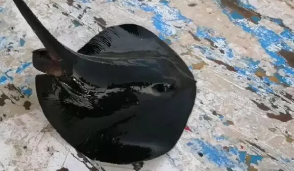 Nesli tehlike altındaki mor vatoz, oltaya takıldı Nesli tehlike altındaki mor vatoz, oltaya takıldı