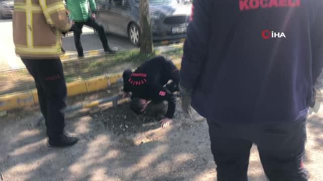 otoparkta oynayan yavru kopekler cukura sikis 14116877 o