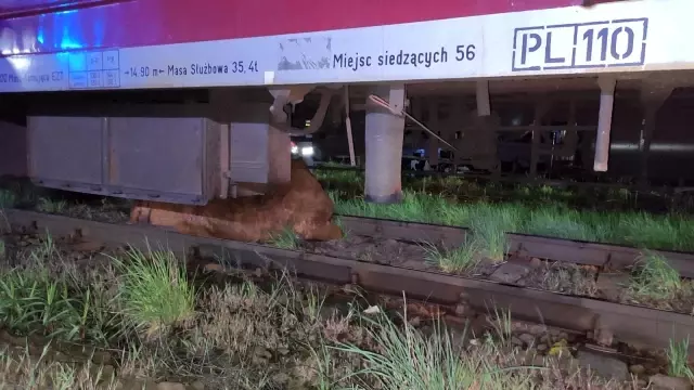 Son dakika... Polonya'da 2 inek tren kazasından yara almadan kurtuldu Son dakika... Polonya'da 2 inek tren kazasından yara almadan kurtuldu