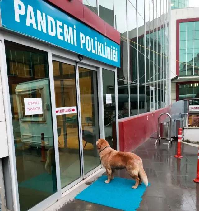 Son dakika haberi: Sadık dost hastane önünde sahibini bekledi Son dakika haberi: Sadık dost hastane önünde sahibini bekledi