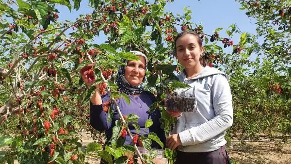 Silifke'de hasadı yapılan karadut, üreticinin yüzünü güldürüyor Silifke'de hasadı yapılan karadut, üreticinin yüzünü güldürüyor