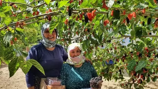 Silifke'de hasadı yapılan karadut, üreticinin yüzünü güldürüyor Silifke'de hasadı yapılan karadut, üreticinin yüzünü güldürüyor