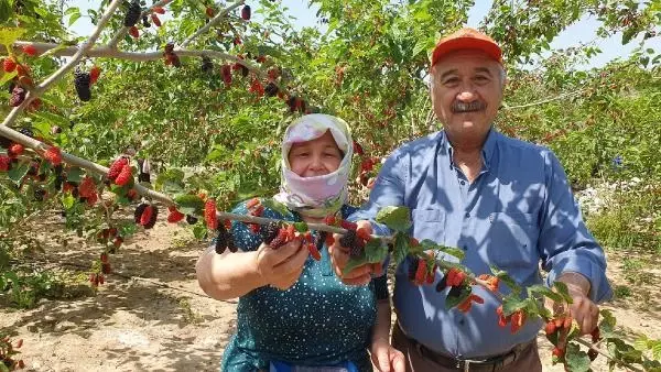 Silifke'de hasadı yapılan karadut, üreticinin yüzünü güldürüyor Silifke'de hasadı yapılan karadut, üreticinin yüzünü güldürüyor