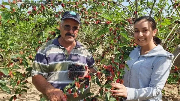 Silifke'de hasadı yapılan karadut, üreticinin yüzünü güldürüyor Silifke'de hasadı yapılan karadut, üreticinin yüzünü güldürüyor