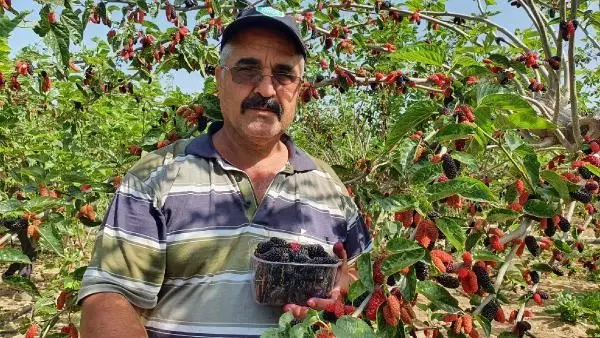 Silifke'de hasadı yapılan karadut, üreticinin yüzünü güldürüyor Silifke'de hasadı yapılan karadut, üreticinin yüzünü güldürüyor