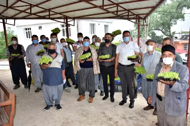 Tarsus Belediyesi çiftçilere 7 ton gübre, 50 bin marul fidesi dağıttı Tarsus Belediyesi çiftçilere 7 ton gübre, 50 bin marul fidesi dağıttı