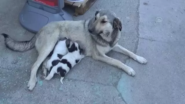 Terk dilen köpek yavrularına başka köpek annelik ediyor Terk dilen köpek yavrularına başka köpek annelik ediyor