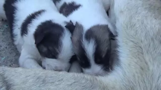 Terk dilen köpek yavrularına başka köpek annelik ediyor Terk dilen köpek yavrularına başka köpek annelik ediyor