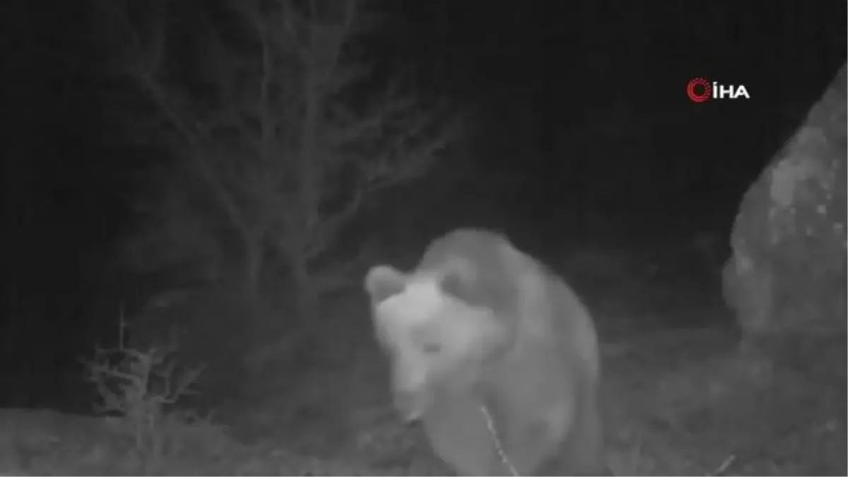 Türkiye'nin yaban hayatı fotokapanlara yansıdı