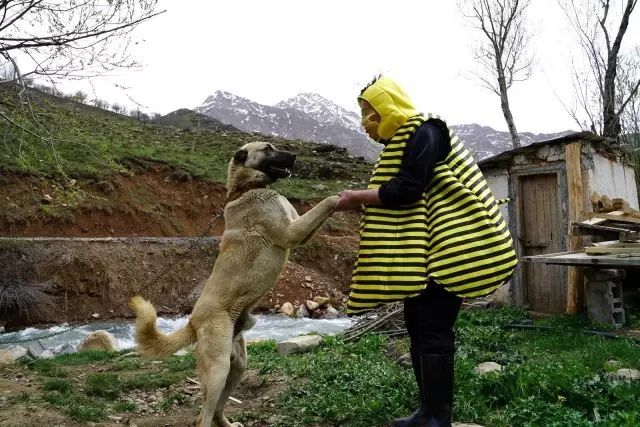 Türkücü Aydın Aydın arı kostümü giyerek hayvanlarla helalleşti