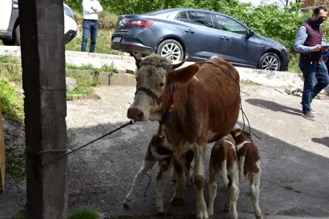 Üçüz doğuran ineğin sahibine altın hediye edildi