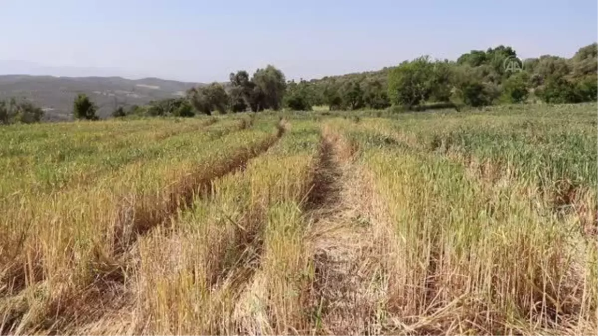 Yeşil buğday hasadı başladı