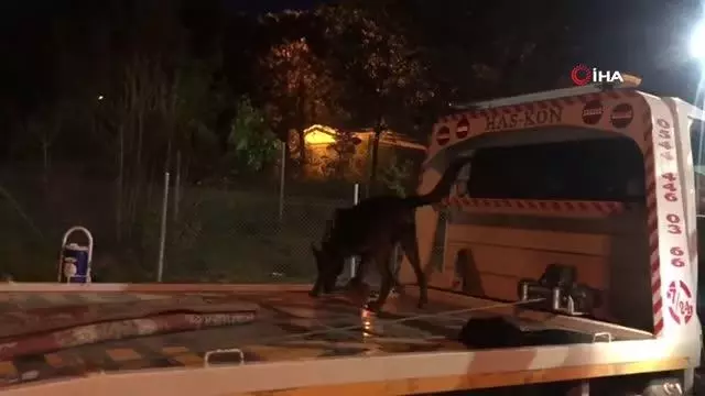 Akü kısmına gizlenen uyuşturucuları Alfa buldu Akü kısmına gizlenen uyuşturucuları Alfa buldu