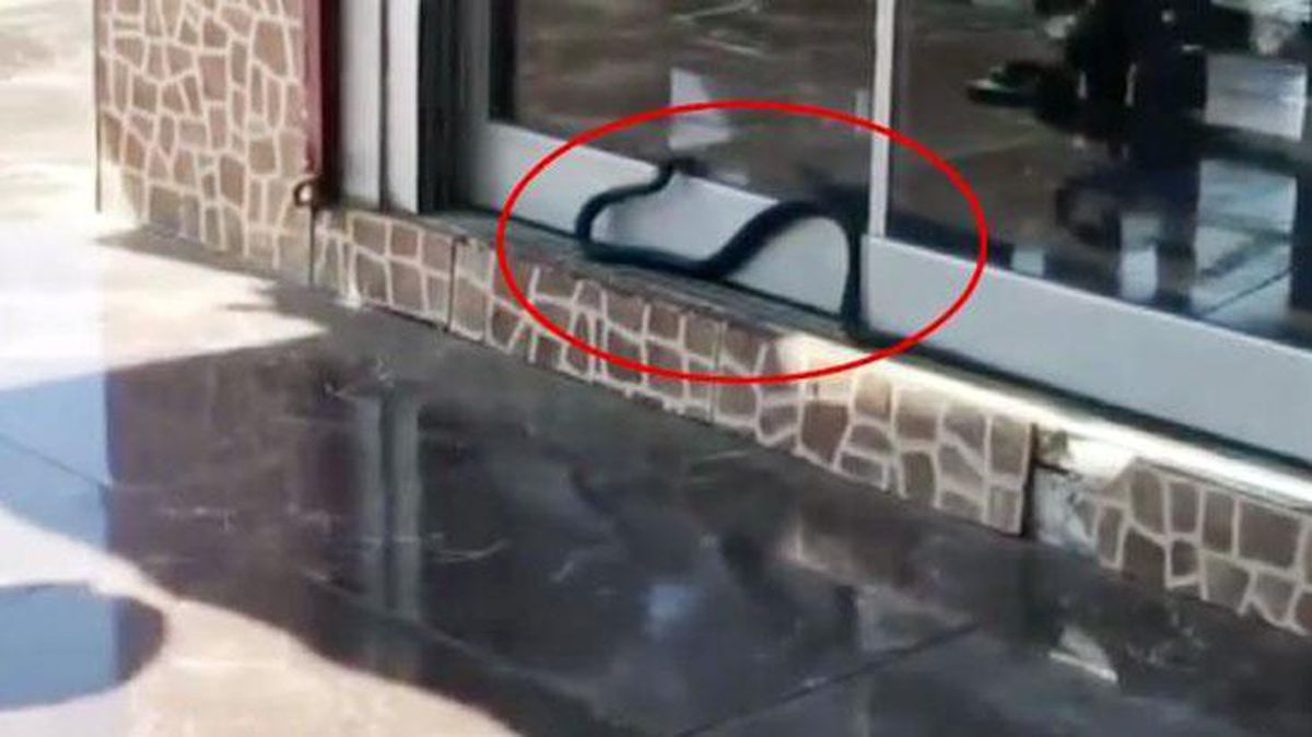Antalya'da 1.5 metrelik yılan iş yerine girmeye çalıştı