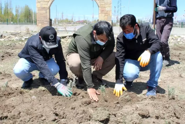 Diyadin'de 10 Bin 400 adet lavanta ekimi yapıldı Diyadin'de 10 Bin 400 adet lavanta ekimi yapıldı
