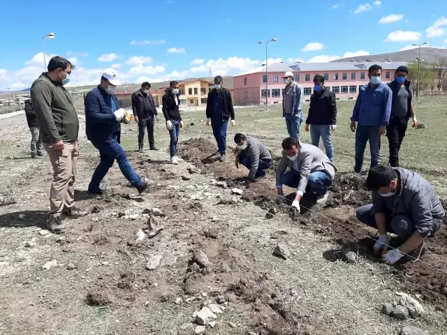 Diyadin'de 10 Bin 400 adet lavanta ekimi yapıldı Diyadin'de 10 Bin 400 adet lavanta ekimi yapıldı