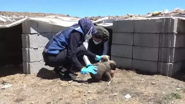 Erciş'te belediye ekipleri sokak hayvanlarını unutmuyor