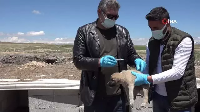 Erciş'te sokak hayvanları için alanlara mama ve su bırakıldı