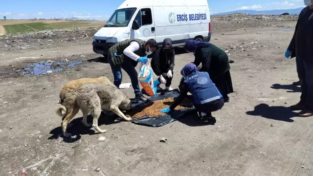 Erciş'te sokak hayvanları için alanlara mama ve su bırakıldı