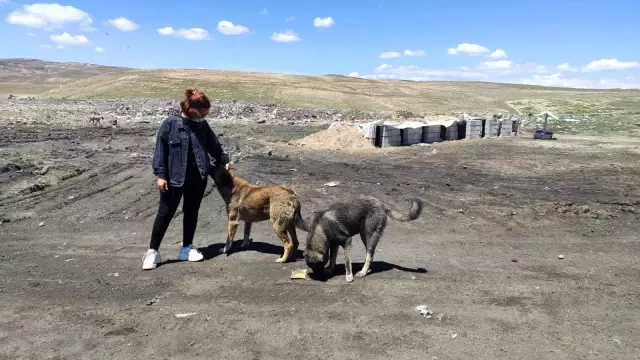 Erciş'te sokak hayvanları için alanlara mama ve su bırakıldı