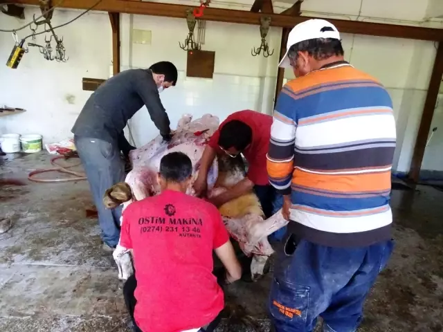 Hisarcık'ta şükür duası için 11 kurban kesildi Hisarcık'ta şükür duası için 11 kurban kesildi