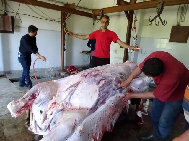 Hisarcık'ta şükür duası için 11 kurban kesildi Hisarcık'ta şükür duası için 11 kurban kesildi