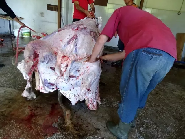 Hisarcık'ta şükür duası için 11 kurban kesildi Hisarcık'ta şükür duası için 11 kurban kesildi