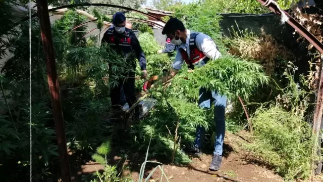 Jandarma'dan uyuşturucu operasyonu