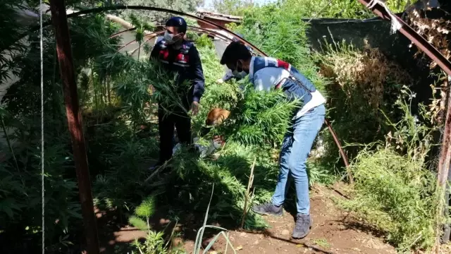 Jandarma'dan uyuşturucu operasyonu