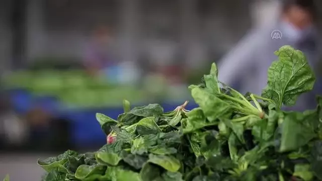 Pazar yerleri Kovid-19 tedbirlerine uyularak açıldı Pazar yerleri Kovid-19 tedbirlerine uyularak açıldı