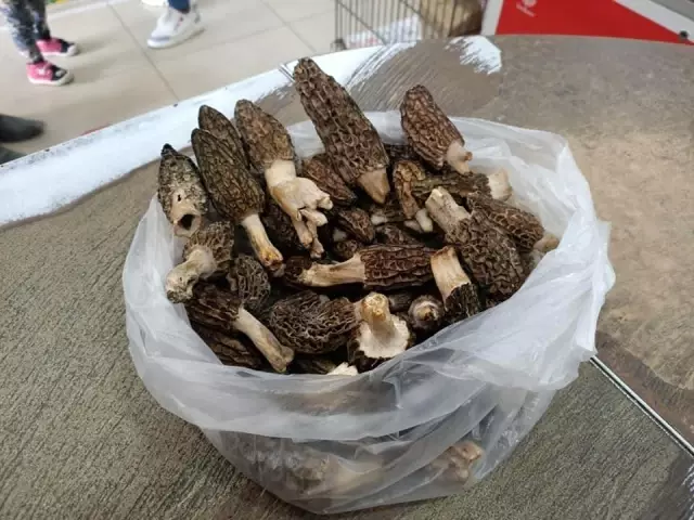 Kuzugöbeği mantarı vatandaşın geçim kaynağı oldu! Ormandan toplayıp kilosunu 100 liradan satıyorlar Kuzugöbeği mantarı vatandaşın geçim kaynağı oldu! Ormandan toplayıp kilosunu 100 liradan satıyorlar