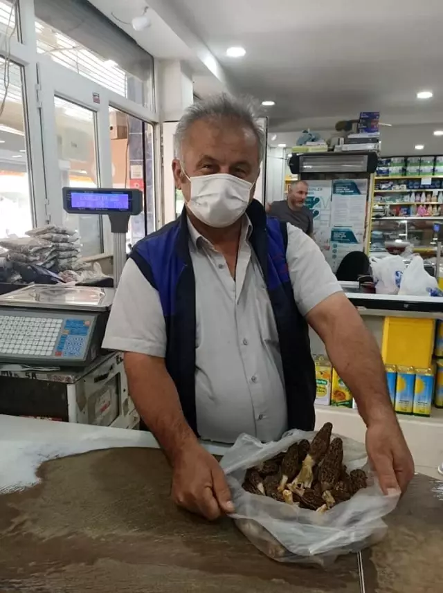Kuzugöbeği mantarı vatandaşın geçim kaynağı oldu! Ormandan toplayıp kilosunu 100 liradan satıyorlar Kuzugöbeği mantarı vatandaşın geçim kaynağı oldu! Ormandan toplayıp kilosunu 100 liradan satıyorlar