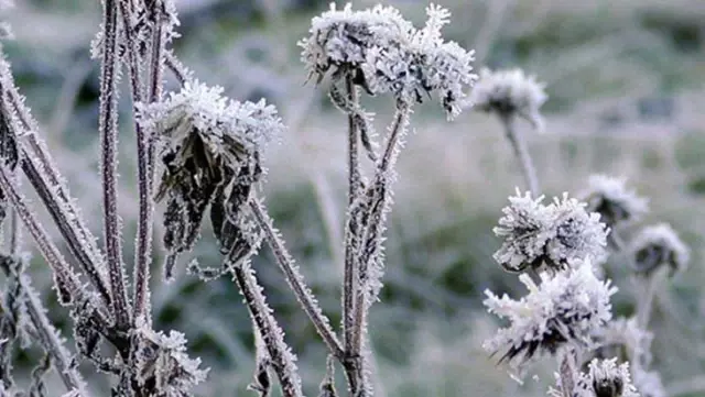 Meteoroloji'den 10 il için zirai don uyarısı Meteoroloji'den 10 il için zirai don uyarısı