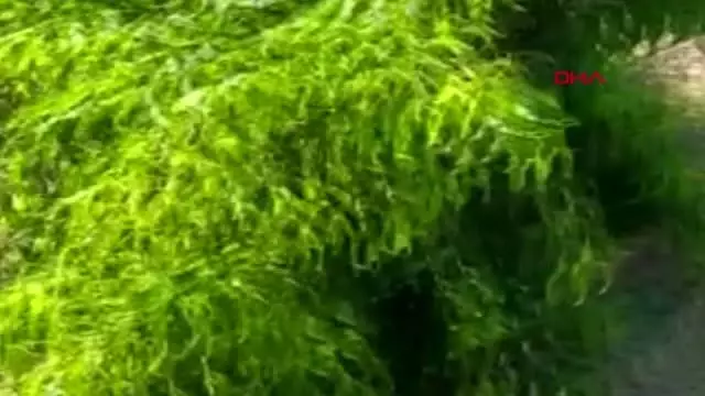 MEYVESİNİ ALMAYA HAZIRLANDIĞI AĞAÇLARI DOMUZ İSTİLASINA UĞRADI MEYVESİNİ ALMAYA HAZIRLANDIĞI AĞAÇLARI DOMUZ İSTİLASINA UĞRADI