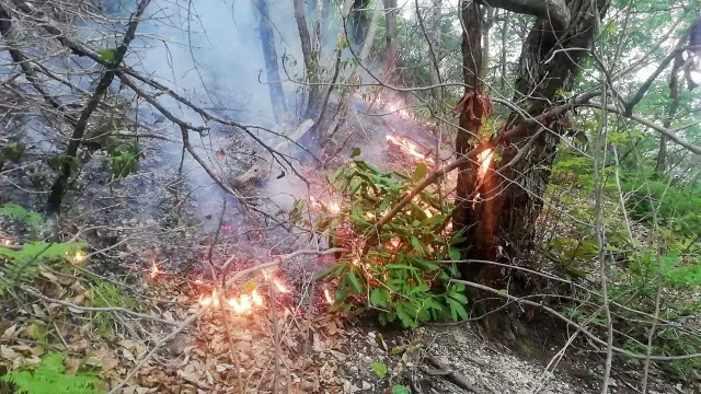Son dakika! Ordu'da örtü yangını Son dakika! Ordu'da örtü yangını