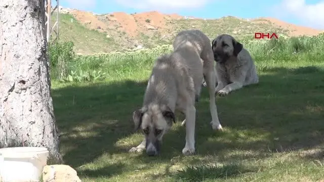 SİVAS VALİSİ AYHAN, KÖYLÜLERİN BULDUĞU 2 YAVRU KURDU BESLEDİ SİVAS VALİSİ AYHAN, KÖYLÜLERİN BULDUĞU 2 YAVRU KURDU BESLEDİ
