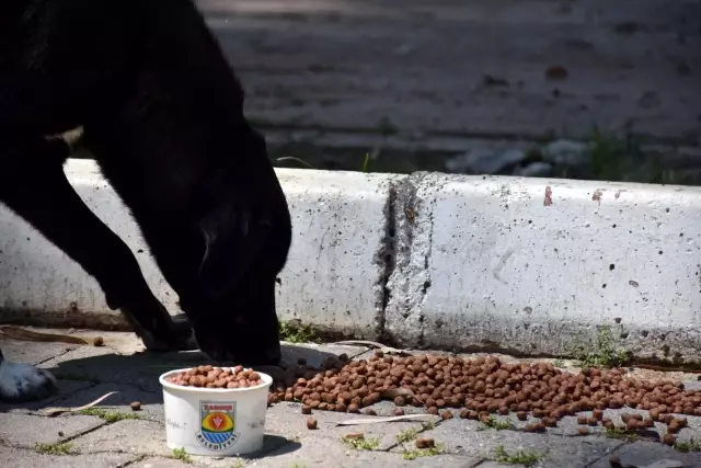 Tarsus'ta sokak hayvanlarına destek sürüyor Tarsus'ta sokak hayvanlarına destek sürüyor