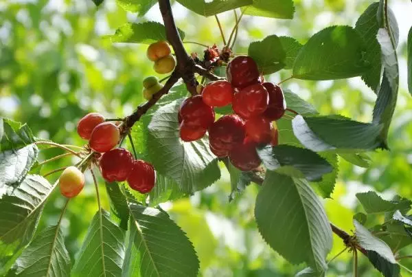 Turfanda kiraz, 50 liradan alıcı buluyor