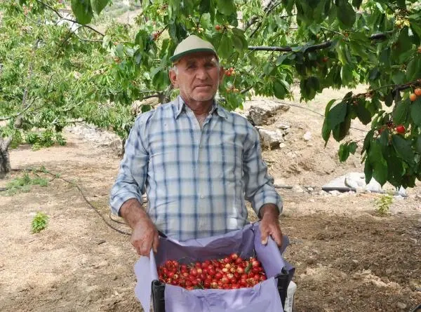 Turfanda kiraz, 50 liradan alıcı buluyor