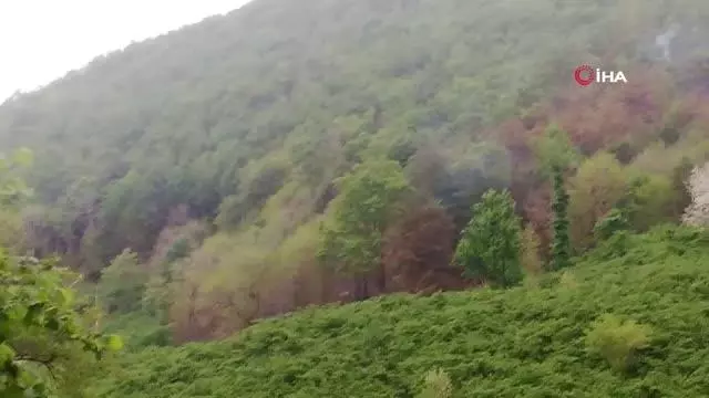 Son dakika! Ordu'da örtü yangını Son dakika! Ordu'da örtü yangını