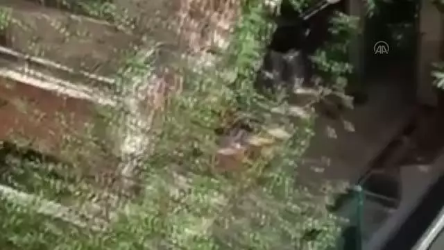 11 köpeğe şiddet uyguladığı belirlenen kadın hakkında yasal işlem başlatıldı 11 köpeğe şiddet uyguladığı belirlenen kadın hakkında yasal işlem başlatıldı